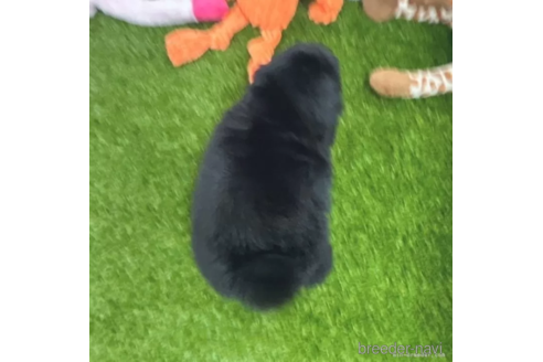 成約済の愛知県のポメプー:ポメラニアン×トイプードル-308493の2枚目