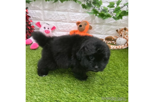 成約済の愛知県のポメプー:ポメラニアン×トイプードル-308493の4枚目