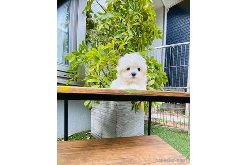 成約済の千葉県のミックス犬-309364の12枚目