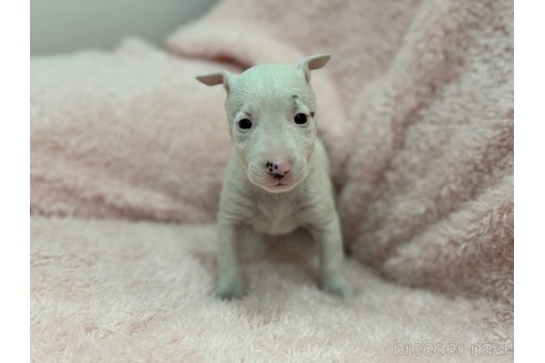 成約済の三重県のミニチュアブルテリア-306606の3枚目