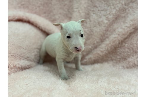 成約済の三重県のミニチュアブルテリア-306606の5枚目