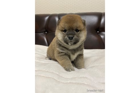 成約済の滋賀県の柴犬-306718の1枚目