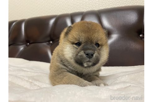 成約済の滋賀県の柴犬-306718の2枚目