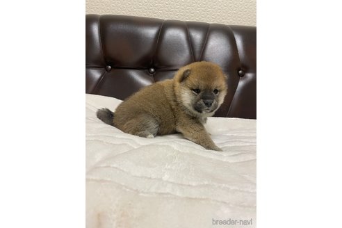 販売中の滋賀県の柴犬-306718の3枚目