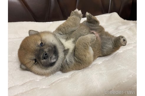 成約済の滋賀県の柴犬-306718の4枚目