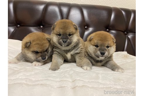 成約済の滋賀県の柴犬-306718の6枚目