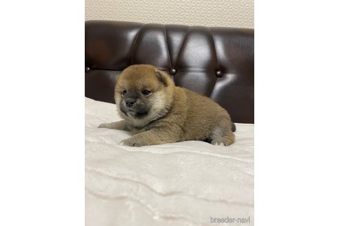 成約済の滋賀県の柴犬-306718の5枚目