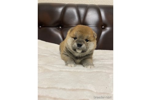 成約済の滋賀県の柴犬-306717の1枚目