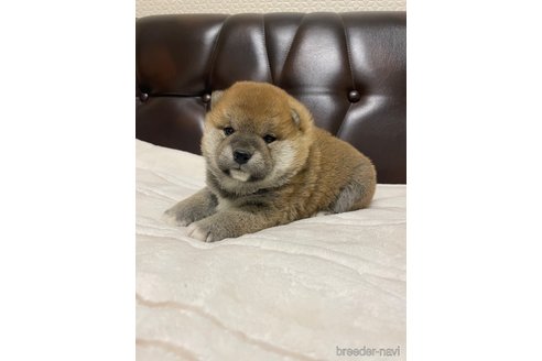 成約済の滋賀県の柴犬-306717の3枚目