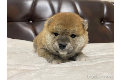成約済の滋賀県の柴犬-306717の4枚目