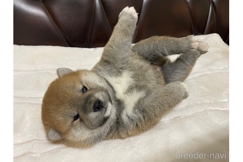 成約済の滋賀県の柴犬-306717の5枚目