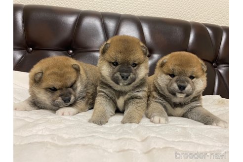 成約済の滋賀県の柴犬-306717の2枚目