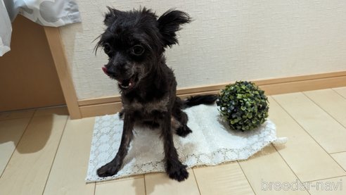 成約済の広島県のチワプー:チワワ×トイプードル-271213の43枚目