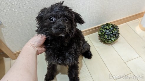 成約済の広島県のチワプー:チワワ×トイプードル-271215の17枚目