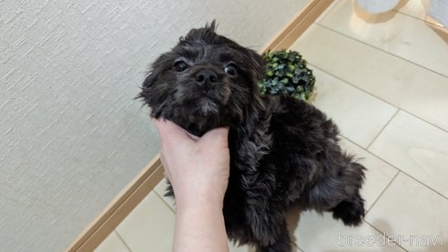 成約済の広島県のチワプー:チワワ×トイプードル-271215の18枚目