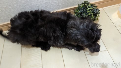 成約済の広島県のチワプー:チワワ×トイプードル-271215の19枚目