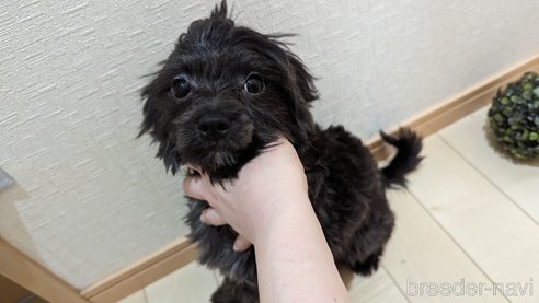 成約済の広島県のチワプー:チワワ×トイプードル-271215の20枚目