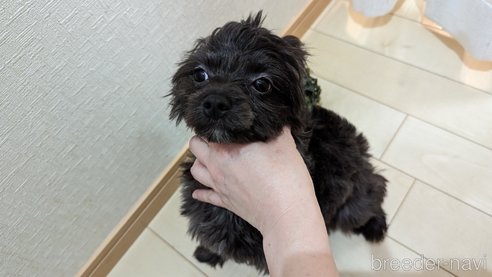 成約済の広島県のチワプー:チワワ×トイプードル-271215の21枚目