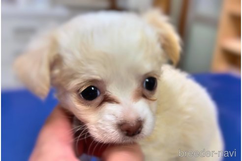 成約済の千葉県のチワワ(ロングコート)-306020の13枚目