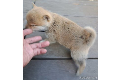 成約済の千葉県のミックス犬-305453の23枚目