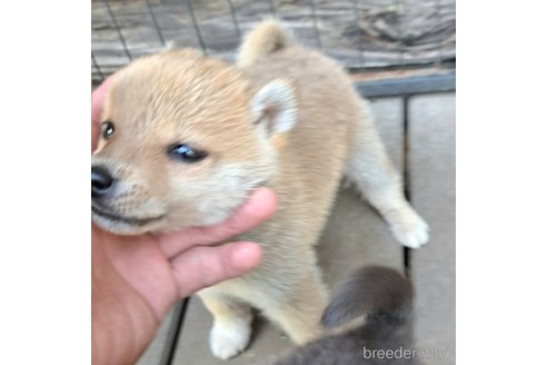 成約済の千葉県のミックス犬-305453の22枚目