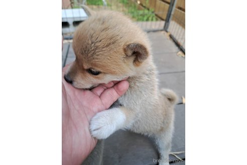 成約済の千葉県のミックス犬-305453の21枚目