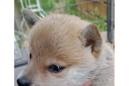 成約済の千葉県のミックス犬-305453の20枚目