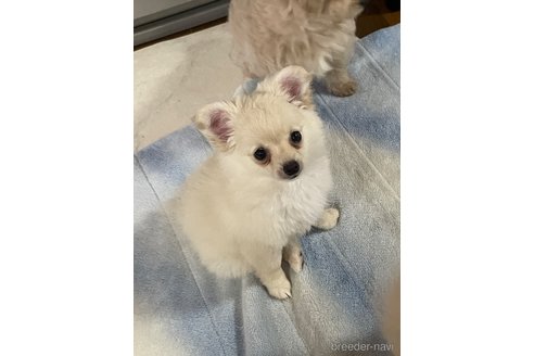 成約済の茨城県のミックス犬-300946の3枚目