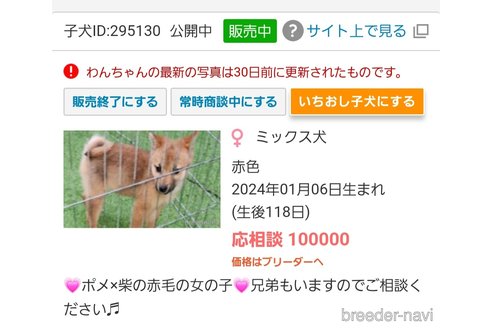成約済の福岡県のミックス犬-295126の2枚目
