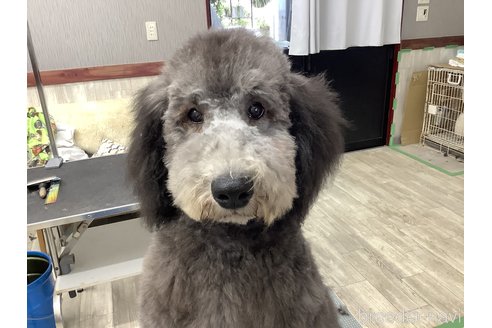 成約済の三重県のスタンダードプードル-286241の2枚目