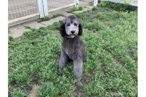 成約済の三重県のスタンダードプードル-286241の1枚目