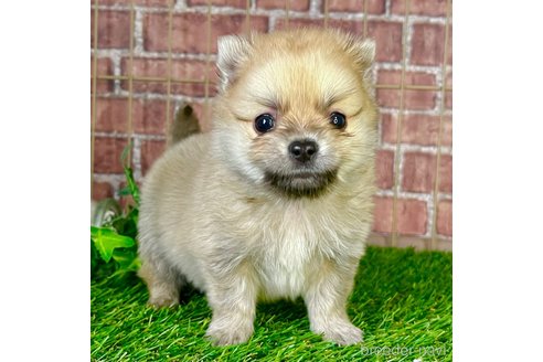 成約済の三重県のポメチワ:ポメラニアン×チワワ-309421の1枚目