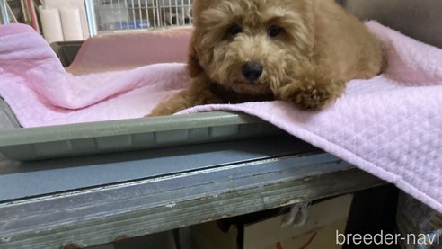 成約済の富山県のトイプードル-289171の6枚目