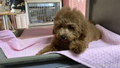 成約済の富山県のトイプードル-289171の3枚目