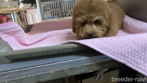 成約済の富山県のトイプードル-289171の2枚目