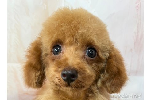成約済の岡山県のタイニープードル-289568の4枚目