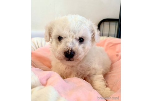 成約済の東京都のビションフリーゼ-309443の12枚目