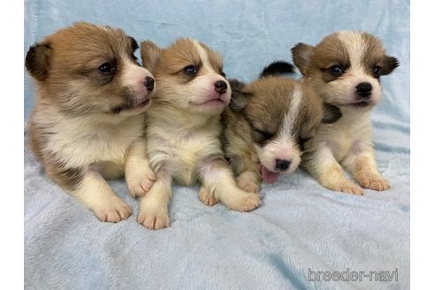 成約済の長野県のウェルシュコーギーペンブローク-309450の2枚目