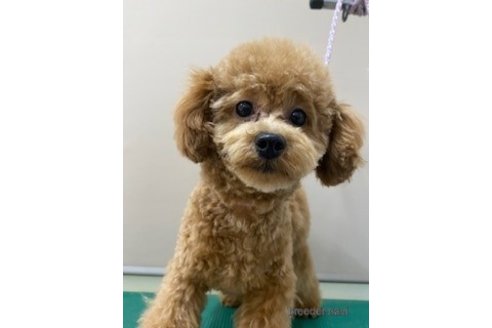 成約済の埼玉県のトイプードル-270724の1枚目