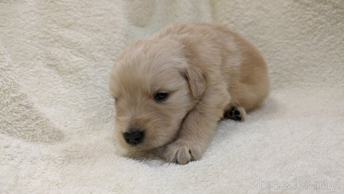 成約済の熊本県のゴールデンレトリーバー-306410の28枚目