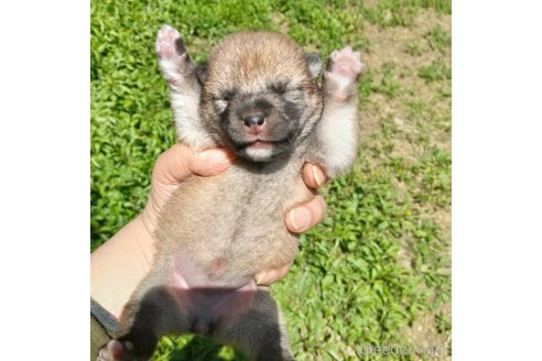 成約済の岐阜県の柴犬-309518の5枚目