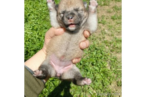 販売中の岐阜県の柴犬-309518の5枚目