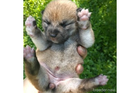 成約済の岐阜県の柴犬-309518の6枚目