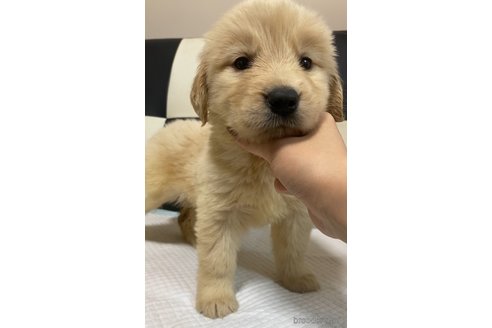 成約済の愛知県のゴールデンレトリーバー-309527の2枚目