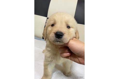 成約済の愛知県のゴールデンレトリーバー-309531の2枚目