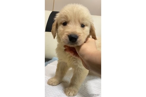 成約済の愛知県のゴールデンレトリーバー-309531の3枚目