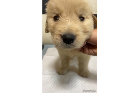 成約済の愛知県のゴールデンレトリーバー-309533の4枚目