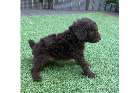 成約済の愛知県のトイプードル-308259の3枚目
