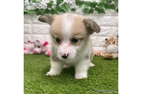 成約済の愛知県のウェルシュコーギーペンブローク-307354の1枚目