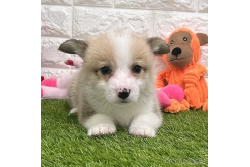 成約済の愛知県のウェルシュコーギーペンブローク-307354の2枚目